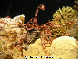 Star fish by Hisham Elshafie 